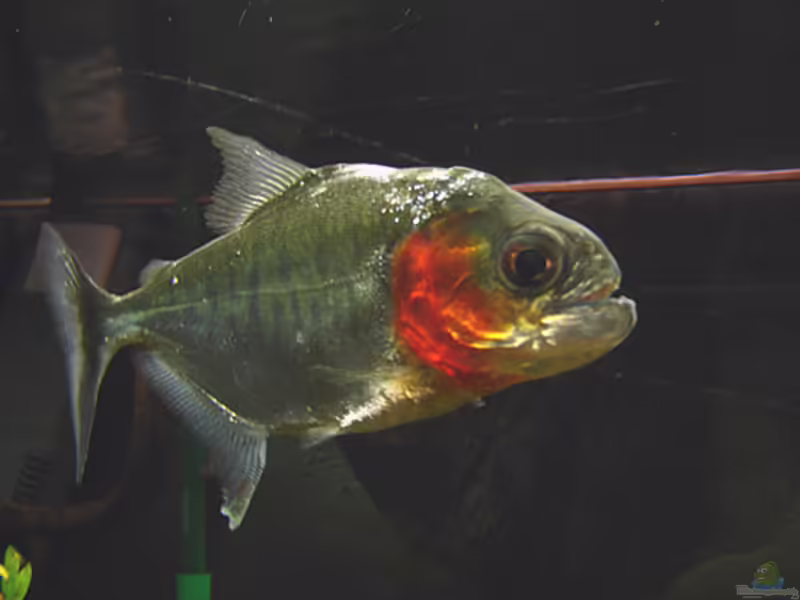 Serrasalmus manueli im Aquarium halten (Einrichtungsbeispiele für Manuelis Piranha)
