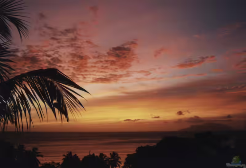 Die Seychellen (Einrichtungsbeispiele mit Tieren von den Seychellen)