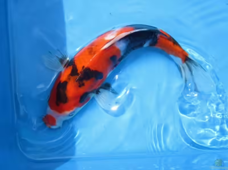 Showa - Eine Zuchtform des Koi (Teichbeispiele für Showa Koi)