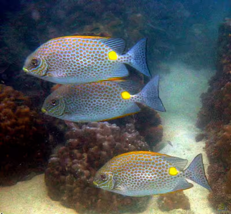 Siganus guttatus im Aquarium halten (Einrichtungsbeispiele für Gefleckter Kaninchenfisch)