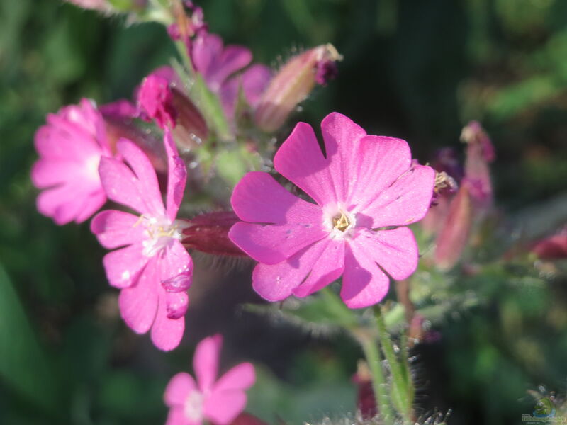 Silene dioica im Garten pflanzen (Einrichtungsbeispiele mit Rote Lichtnelke)