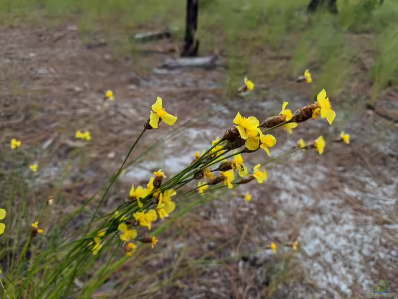 Sisyrinchium californicum am Gartenteich (Einrichtungsbeispiele mit Kalifornische Schwertlilie)