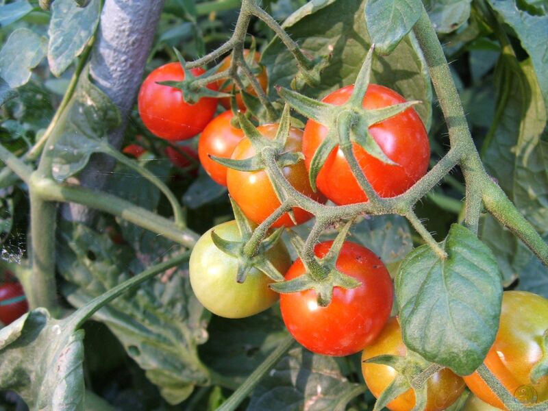 Solanum lycopersicum im Garten pflanzen (Einrichtungsbeispiele mit Tomaten)