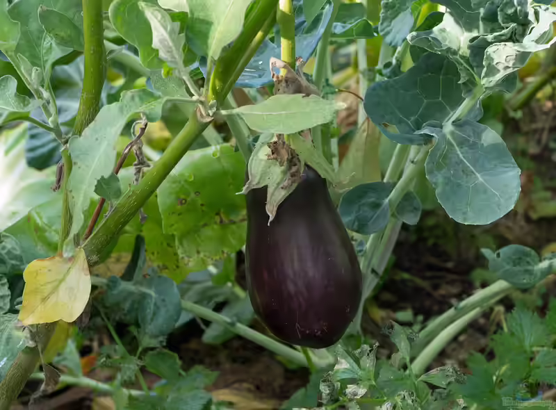 Solanum melongena im Garten pflanzen (Einrichtungsbeispiele mit Aubergine)