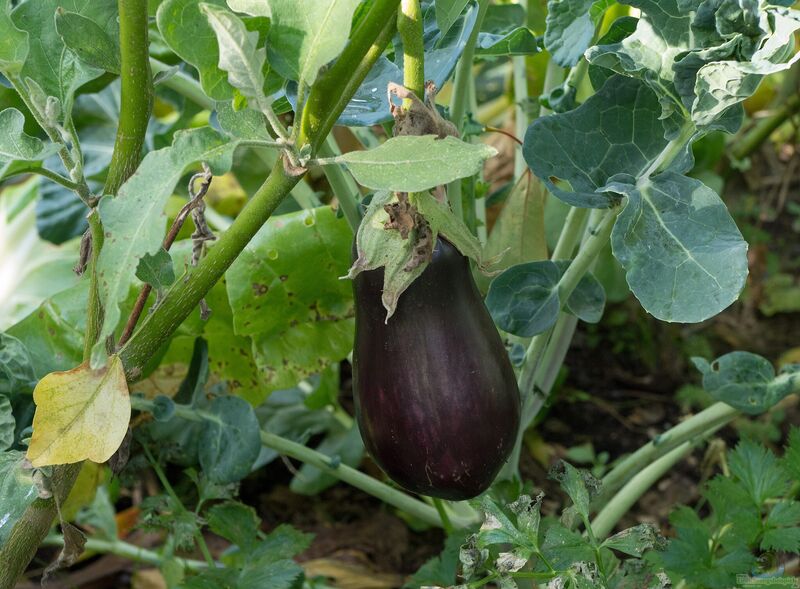 Solanum melongena im Garten pflanzen (Einrichtungsbeispiele mit Aubergine)