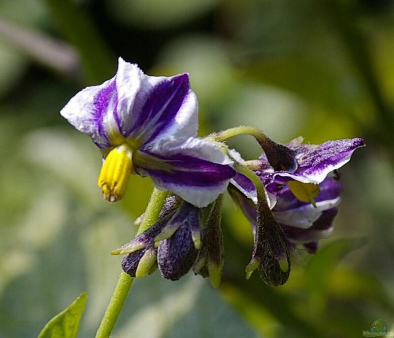 Solanum muricatum im Garten pflanzen (Einrichtungsbeispiele mit Pepino)