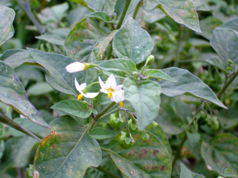 Solanum nigrum im Garten pflanzen (Einrichtungsbeispiele mit Schwarzer Nachtschatten)