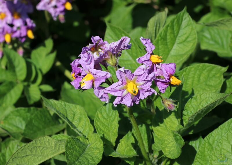 Solanum tuberosum im Garten pflanzen (Einrichtungsbeispiele mit Kartoffel)