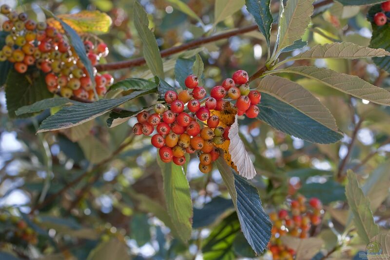 Sorbus aria im Garten pflanzen (Einrichtungsbeispiele mit Mehlbeere)