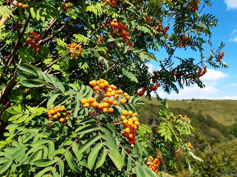 Sorbus aucuparia im Garten pflanzen (Einrichtungsbeispiele mit Vogelbeere)