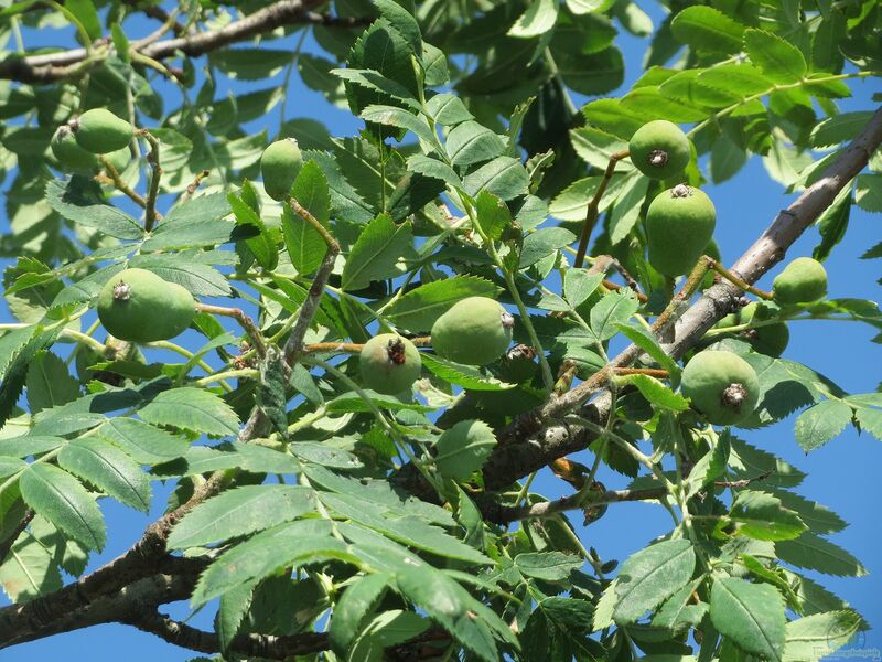 Sorbus domestica im Garten pflanzen (Einrichtungsbeispiele mit Speierling)