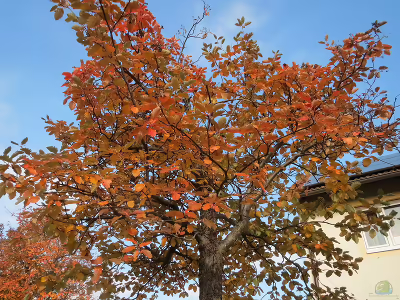 Sorbus intermedia im Garten pflanzen (Einrichtungsbeispiele mit Schwedische Mehlbeere)