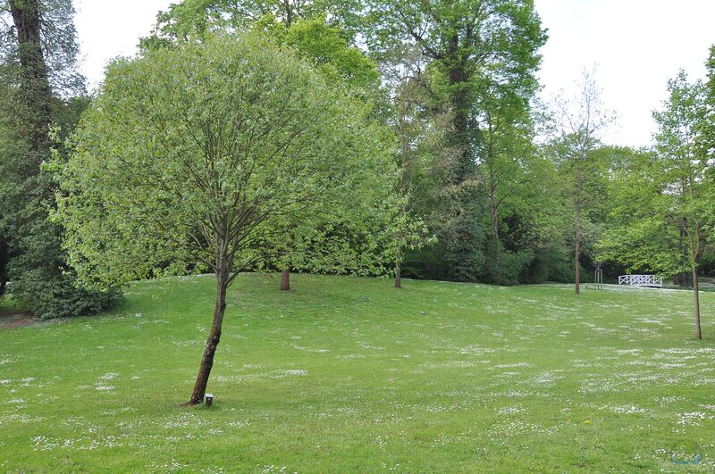 Sorbus torminalis im Garten pflanzen (Einrichtungsbeispiele mit Elsbeere)