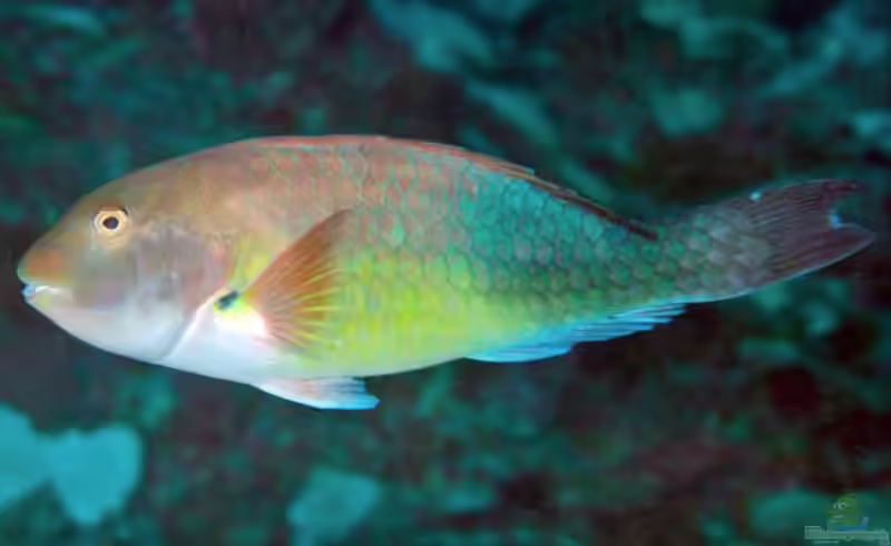 Sparisoma choati im Aquarium halten (Einrichtungsbeispiele für Westafrikanischer Papageifisch)