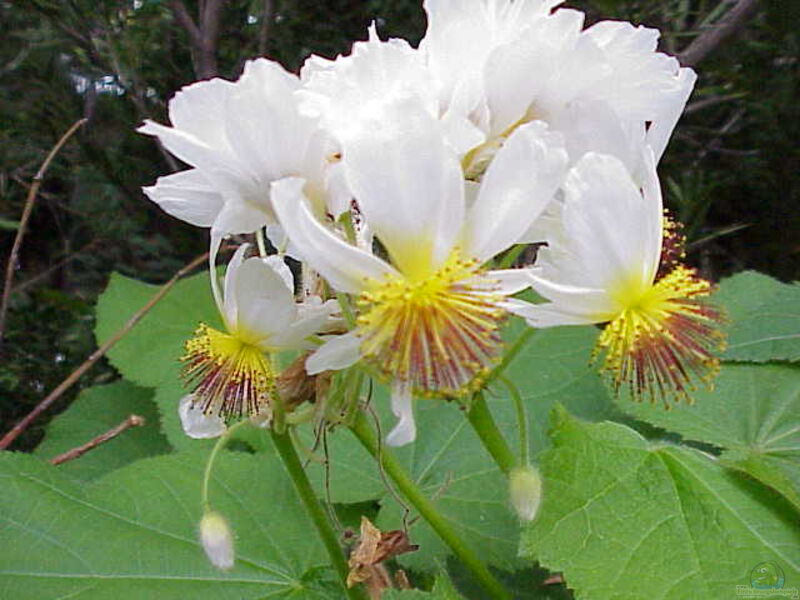 Sparmannia africana im Garten pflanzen (Einrichtungsbeispiele mit Kapländische Zimmerlinde)