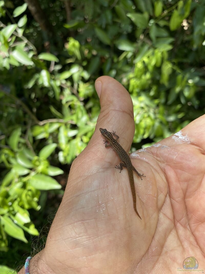 Sphaerodactylus notatus im Terrarium halten (Einrichtungsbeispiele für Gefleckter Knopfgeckos)