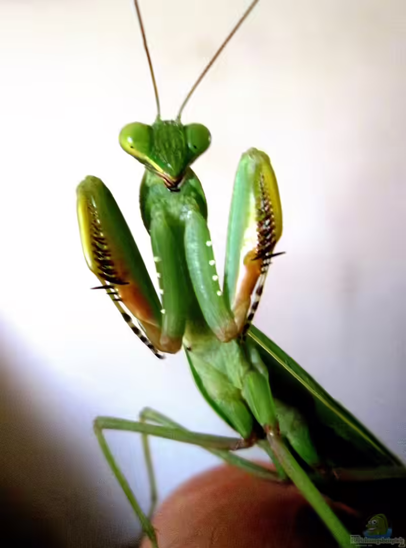 Sphodromantis gastrica im Terrarium halten (Einrichtungsbeispiele für Afrikanische Gottesanbeterin)