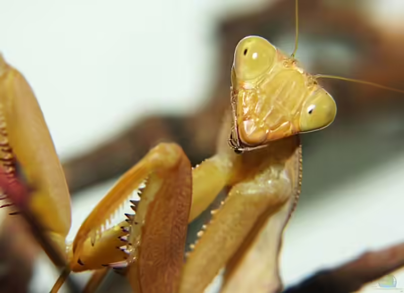 Sphodromantis lineola im Terrarium halten (Einrichtungsbeispiele für Ghana-Gottesanbeterin)