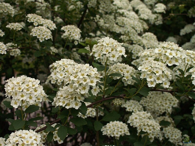 Spiraea vanhouttei im Garten pflanzen (Einrichtungsbeispiele mit Prachtspiere)