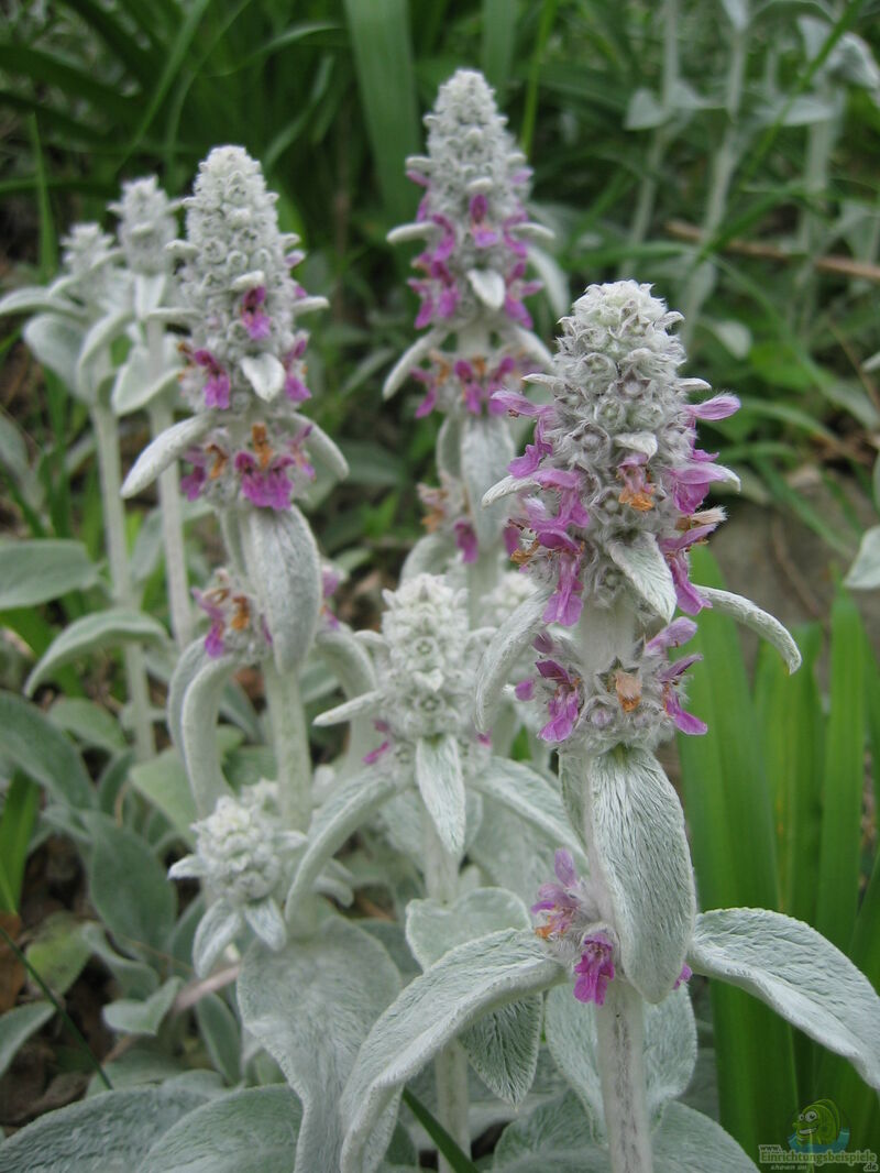 Stachys byzantina im Garten pflanzen (Einrichtungsbeispiele mit Woll-Ziest)