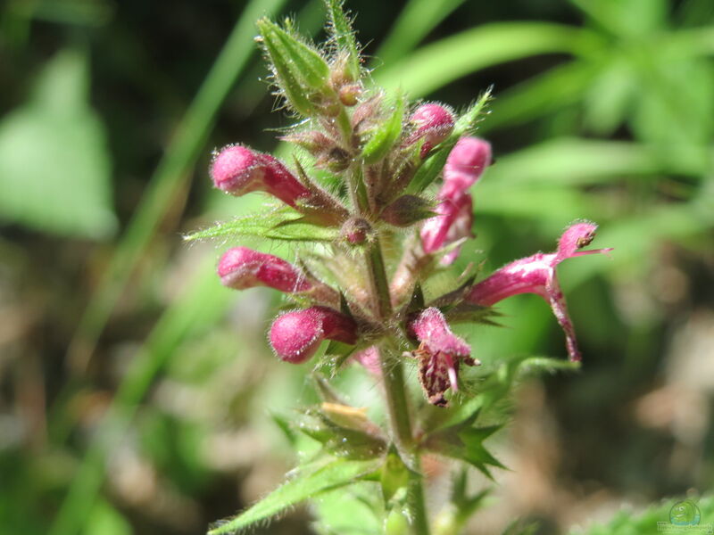 Stachys sylvatica im Garten pflanzen (Einrichtungsbeispiele mit Wald-Ziest)