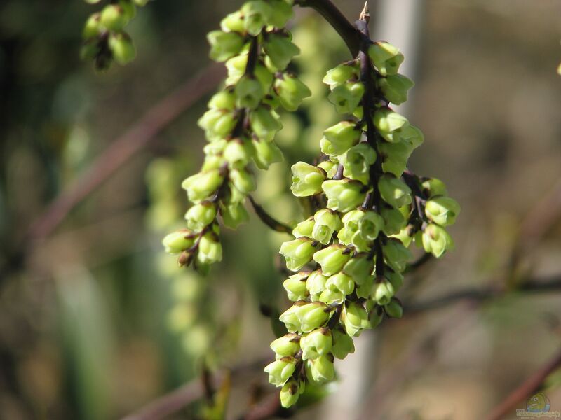 Stachyurus chinensis im Garten pflanzen (Einrichtungsbeispiele mit Chinesischer Perlschweif)