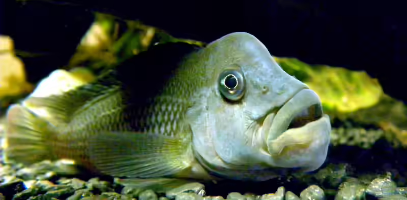 Steatocranus gibbiceps im Aquarium halten (Einrichtungsbeispiele für Steatocranus gibbiceps)