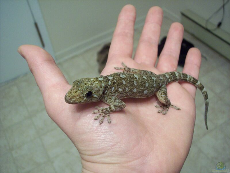 Stenodactylus petrii im Terrarium halten (Einrichtungsbeispiele für Nordafrikanischer Dünnfingergecko)