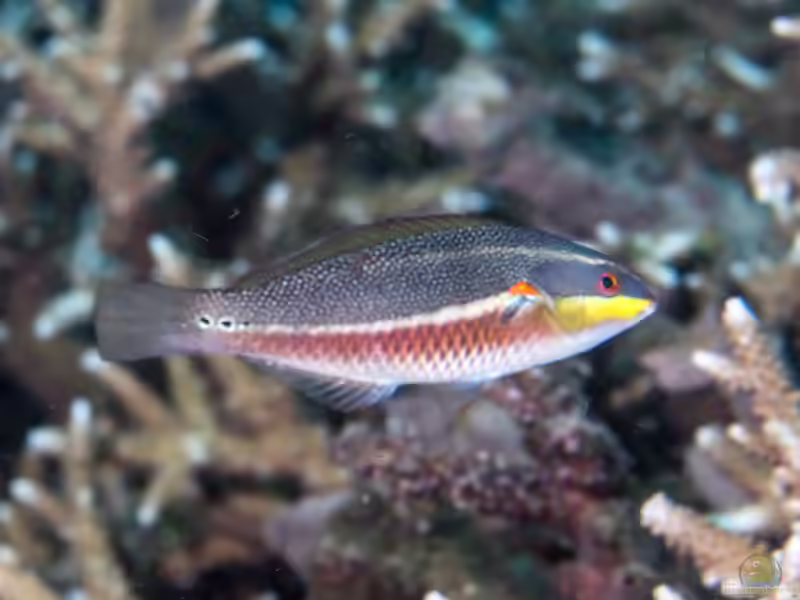 Stethojulis bandanensis im Aquarium halten (Einrichtungsbeispiele für Banda-Junker)