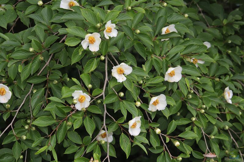 Stewartia pseudocamellia im Garten pflanzen (Einrichtungsbeispiele mit Japanische Scheinkamelie)