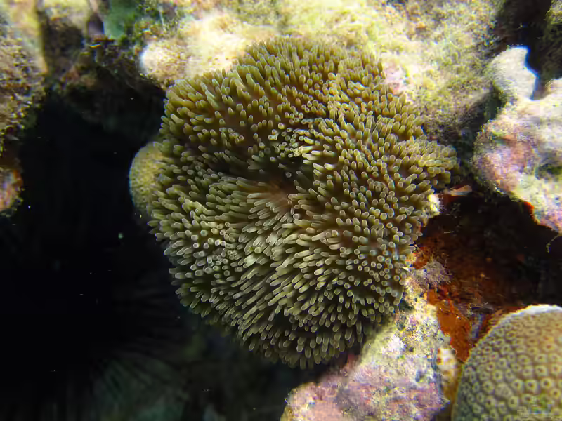 Stichodactyla helianthus im Aquarium halten (Einrichtungsbeispiele für Sonnenanemone)