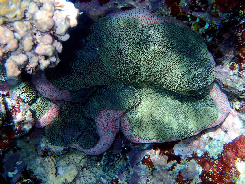 Stichodactyla mertensii im Aquarium halten (Einrichtungsbeispiele für Mertens Riesenanemone)