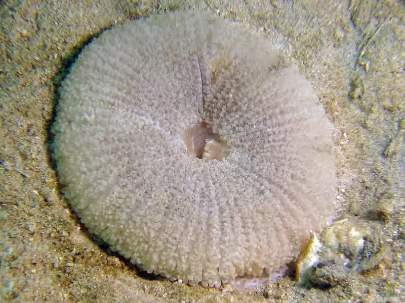 Stichodactyla tapetum im Aquarium halten (Einrichtungsbeispiele für Mini-Teppich-Anemone)