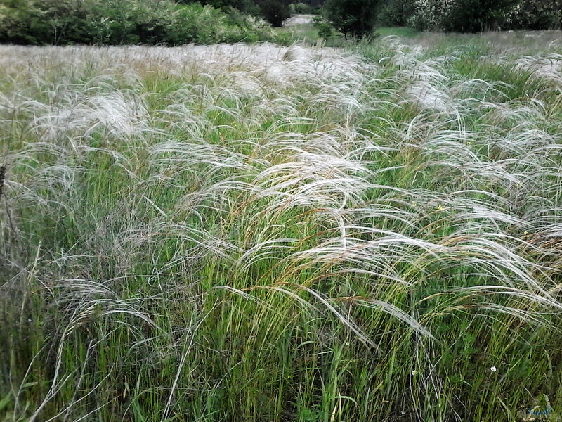 Stipa borysthenica am Gartenteich pflanzen (Einrichtungsbeispiele mit Echtes Federgras)