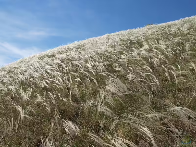 Stipa pennata im Garten pflanzen (Einrichtungsbeispiele mit Echtes Federgras)