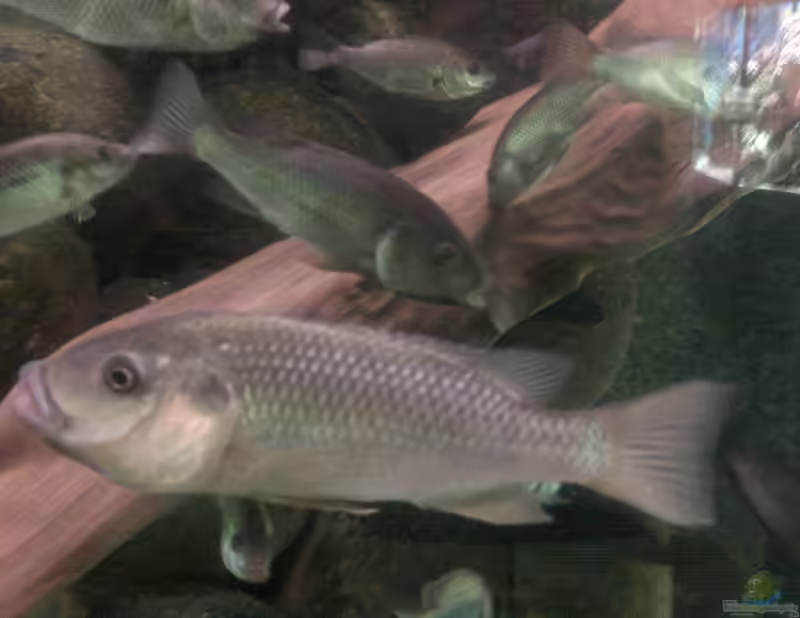 Stomatepia mongo im Aquarium halten (Einrichtungsbeispiele für Stomatepia mongo)