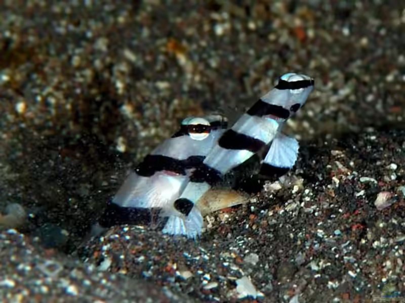 Stonogobiops pentafasciata im Aquarium halten (Einrichtungsbeispiele für Stonogobiops pentafasciata)
