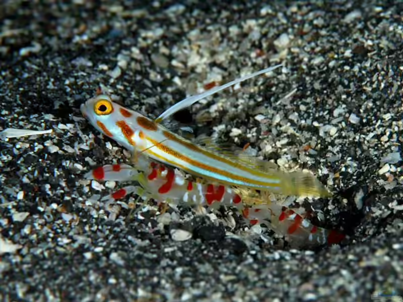 Stonogobiops yasha im Aquarium halten (Einrichtungsbeispiele für Yasha Grundel)