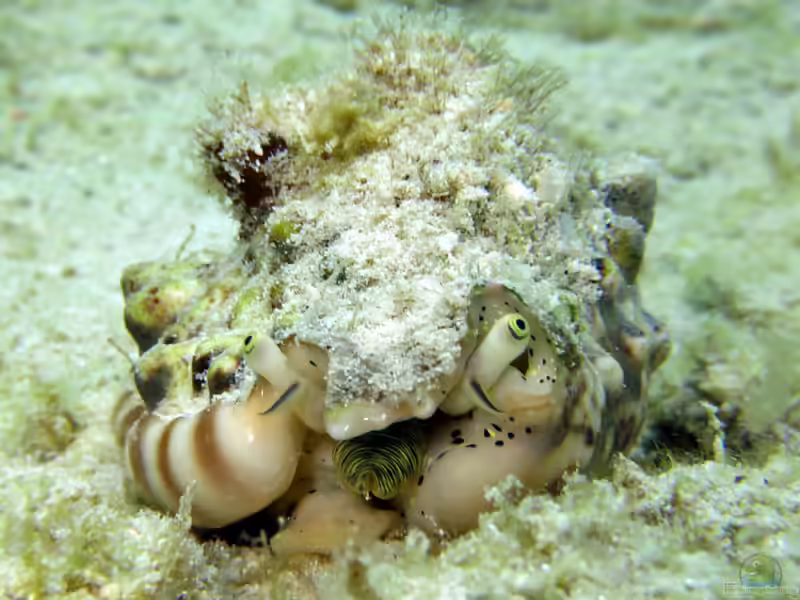 Strombus lentiginosus im Aquarium halten (Einrichtungsbeispiele für Silber-Flügelschnecke)