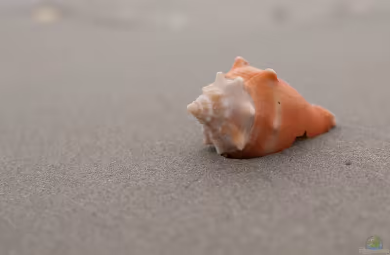 Strombus pugilis im Aquarium halten (Einrichtungsbeispiele für Rote Fechterschnecke)