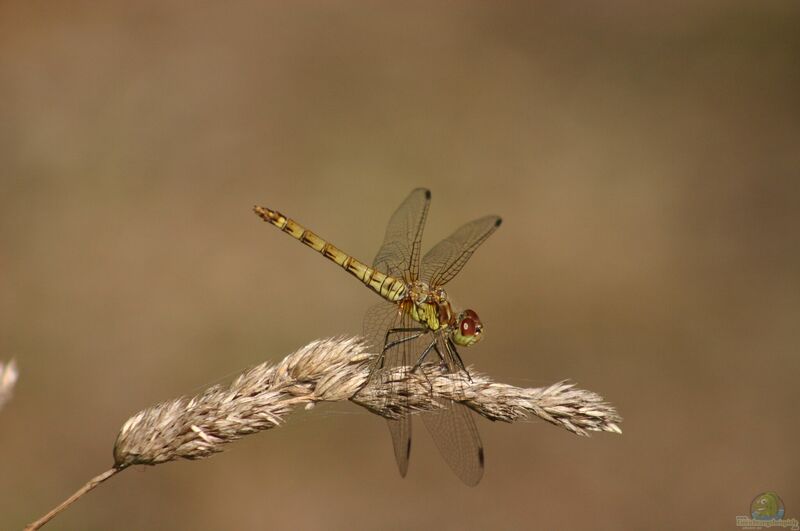 Sympetrum vulgatum im Garten (Einrichtungsbeispiele mit Gemeine Heidelibelle)