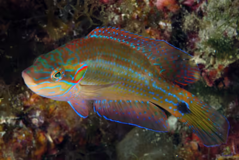 Symphodus ocellatus im Aquarium halten (Einrichtungsbeispiele für Augenfleck-Lippfisch)