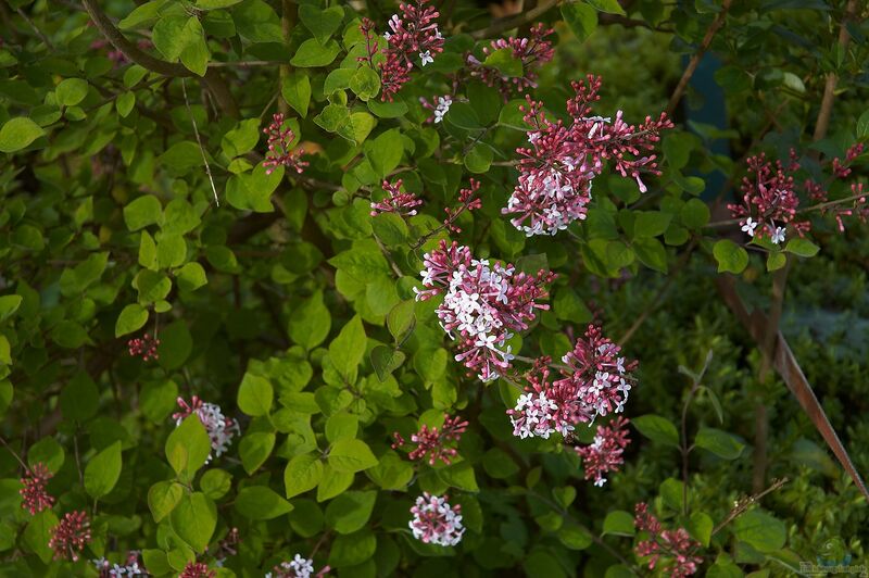 Syringa meyeri im Garten pflanzen (Einrichtungsbeispiele mit Zwerg-Flieder)