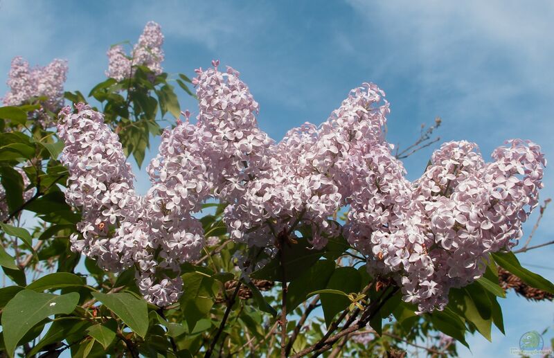 Syringa vulgaris im Garten pflanzen (Einrichtungsbeispiele mit Gemeiner Flieder)