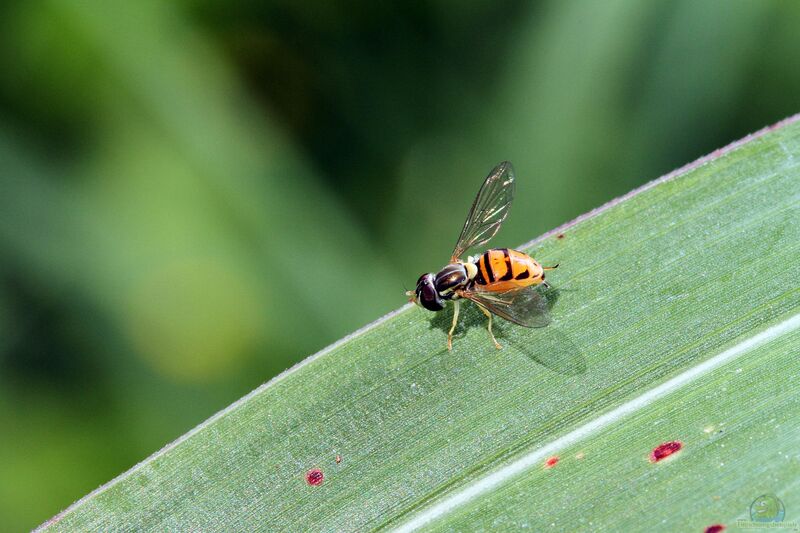 Syrphidae am Gartenteich (Einrichtungsbeispiele für Schwebfliegen)