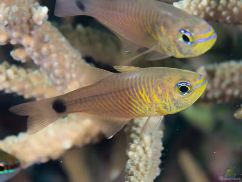 Taeniamia fucata im Aquarium halten (Einrichtungsbeispiele für Orangelinien-Kardinalbarsch)