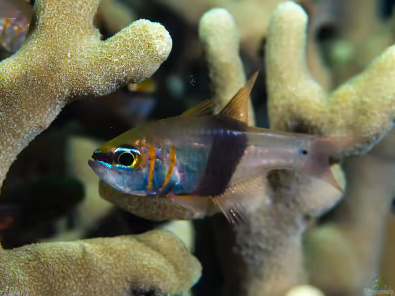 Taeniamia zosterophora im Aquarium halten (Einrichtungsbeispiele für Schwarzgürtel-Kardinalbarsch)