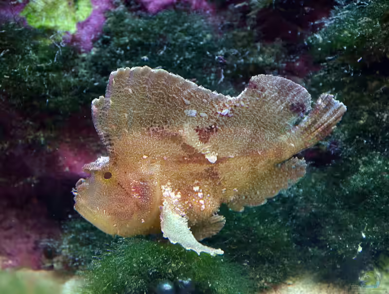 Taenianotus triacanthus im Aquarium halten (Einrichtungsbeispiele mit Dreistachelige Seenadel)