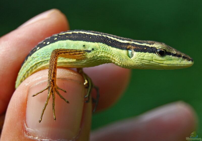 Takydromus sexlineatus im Terrarium halten (Einrichtungsbeispiele für Sechs-Linien-Grasmasken-Schlankfinger)