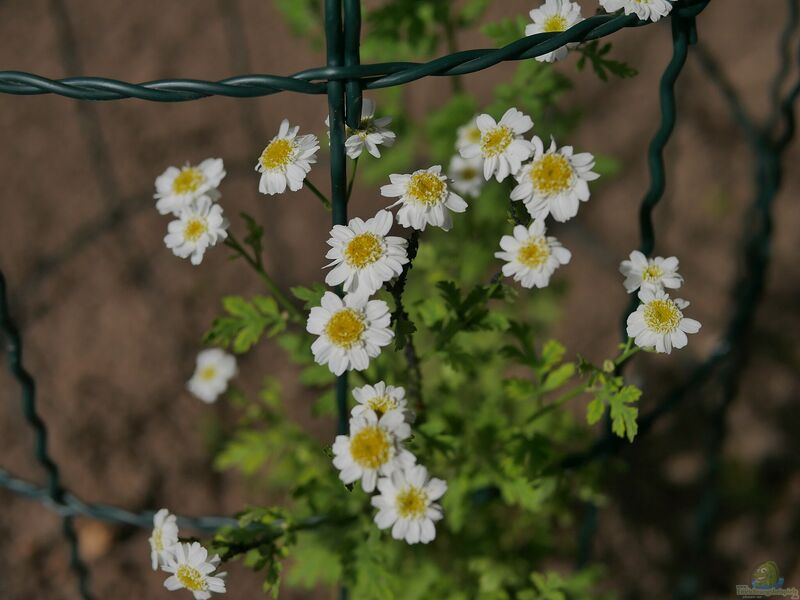 Tanacetum parthenium im Garten pflanzen (Einrichtungsbeispiele mit Mutterkraut)